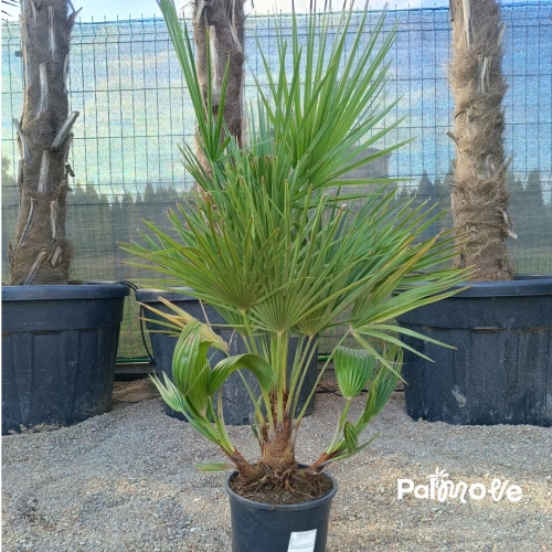 Chameorops Humilis 80cm